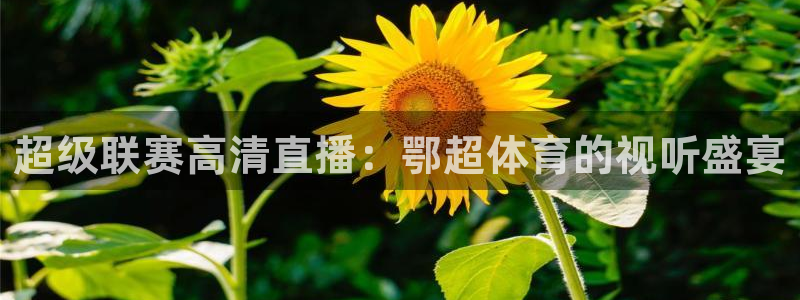 火凤直播体育官网入口在线观看：超级联赛高清直播：鄂超体育的视听盛宴